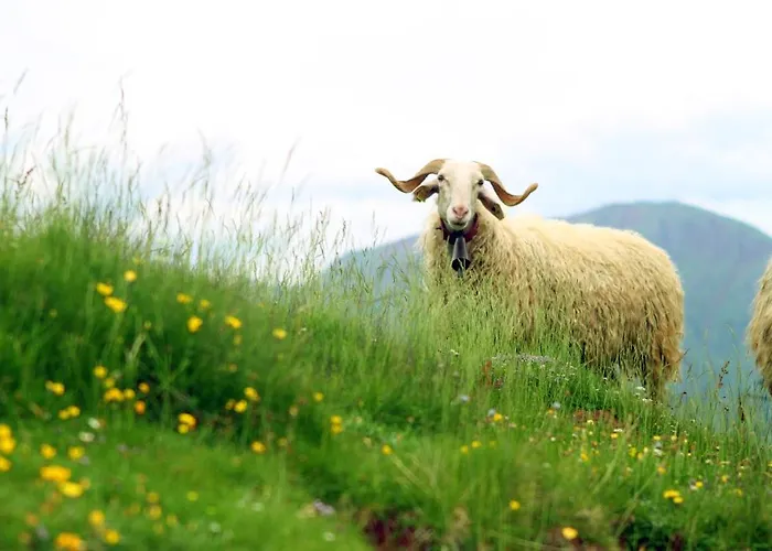 Bed & Breakfast Et Mariposa Lanne-en-Baretous